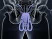 is_170530_male_urinary_system_penis_testcles_800x600.jpg