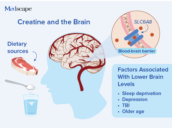 creatine and brain