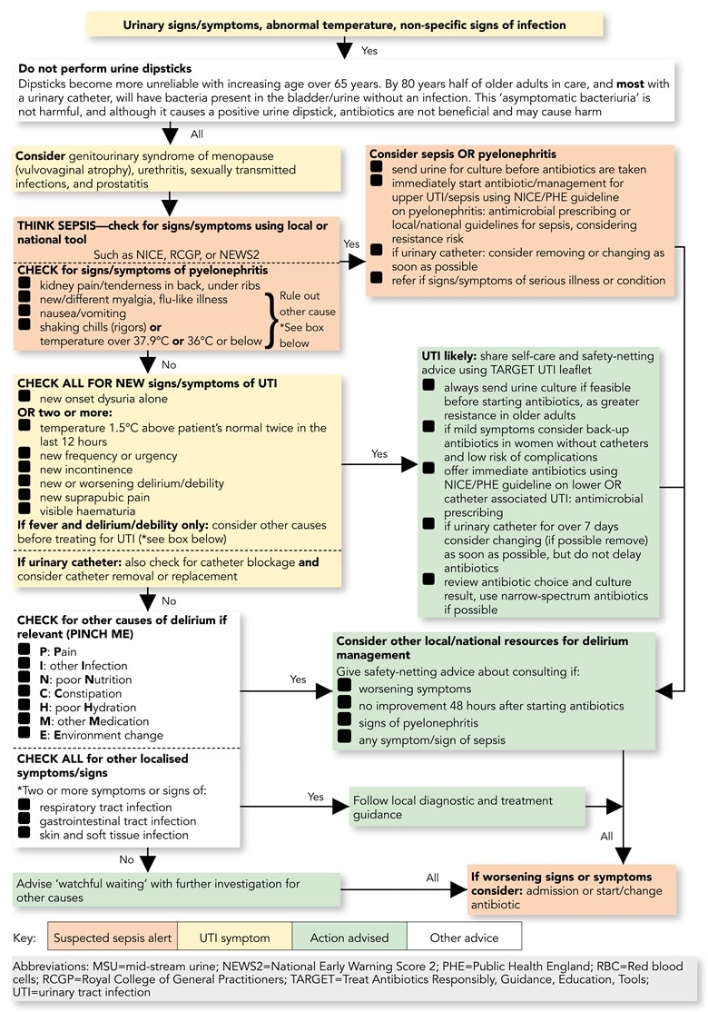 urinary tract infection pathophysiology diagram