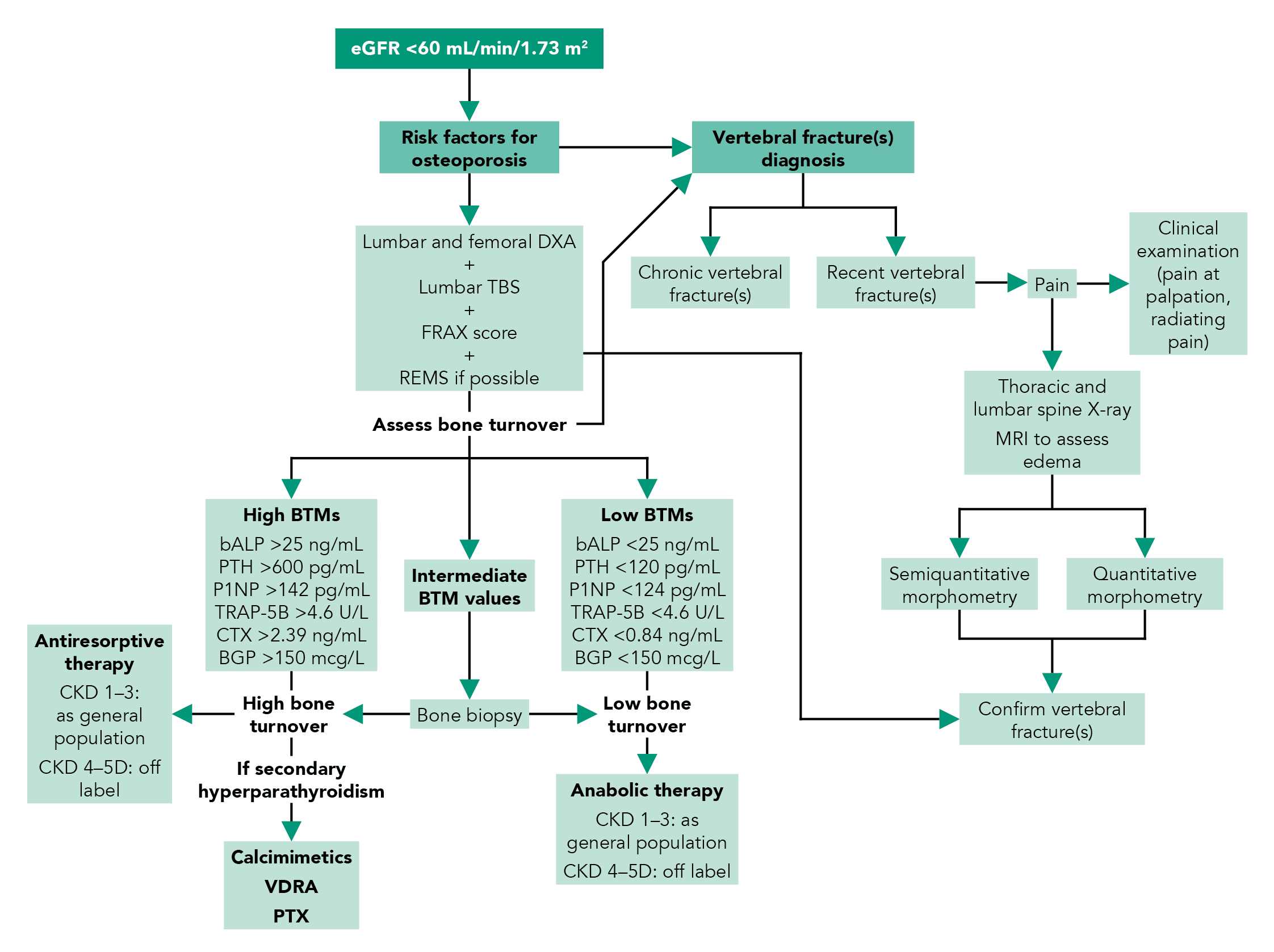 Vertebral Fractures in Chronic Kidney Disease: 2025 IOF/ESCEO/ERA/EUROD ...