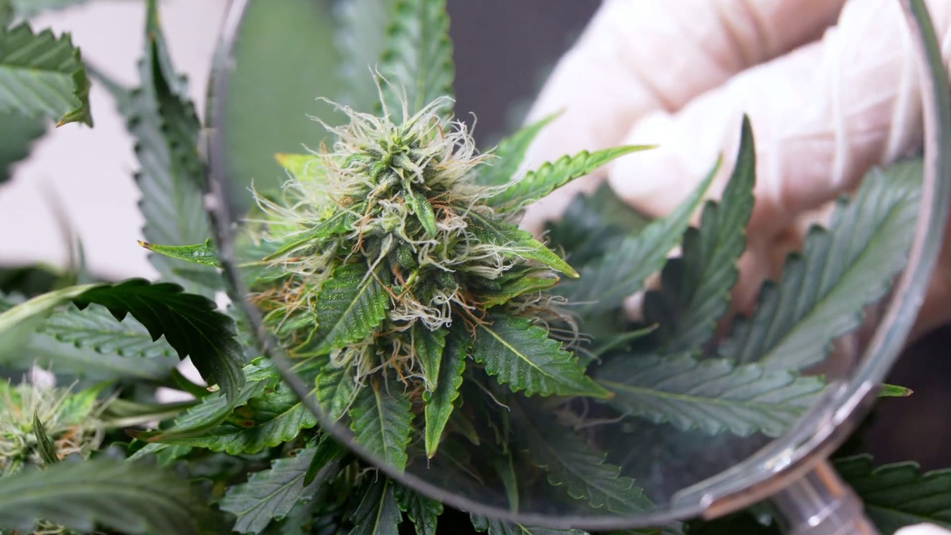 Cannabis Extract Relieves Chronic Low Back Pain
