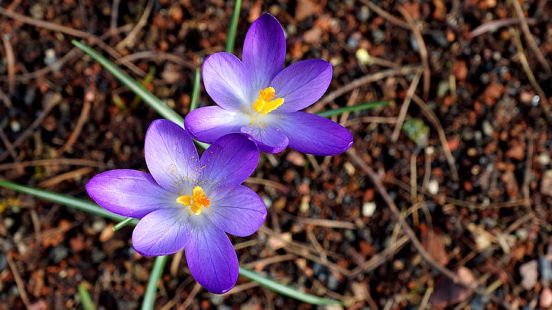 Saffron May Help SSRI-Related Sexual Dysfunction