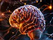 photo of Neural networkand the brain