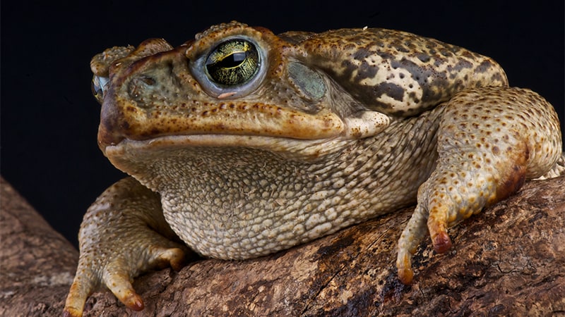 A Trend That’s Far From Harmless: Toad-Licking