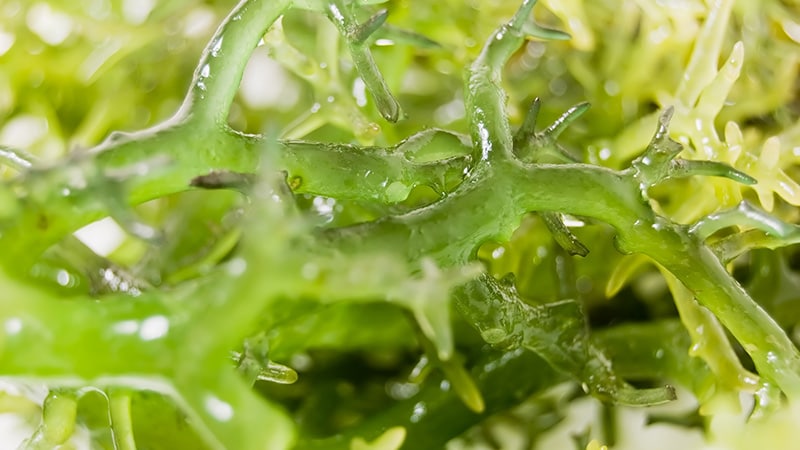 Can Seaweed Move Beyond Niche Diets?