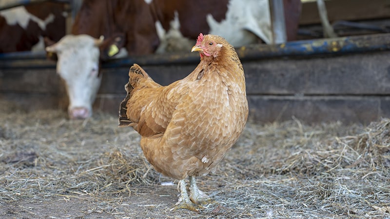 Zoonoses à risque respiratoire : sous contrôle et sous surveillance active