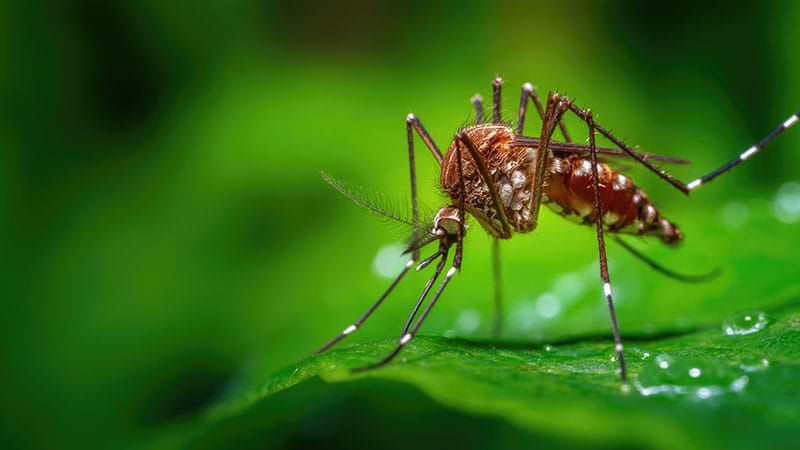 Rapid Review Quiz: Arbovirus