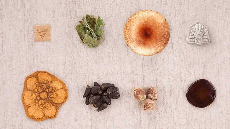 Researchers, Advocates Welcome EO on Psychedelics