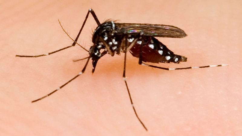 Fast Five Quiz: Insect Bites