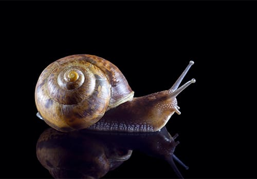 photo of Snail