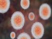 photo of hepatitis C virus