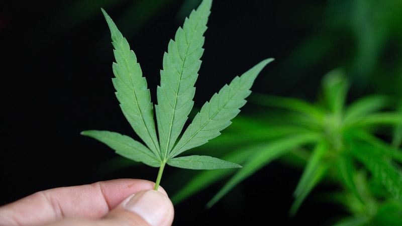 La DEA envisage de reprogrammer la marijuana : que se passe-t-il ensuite ?