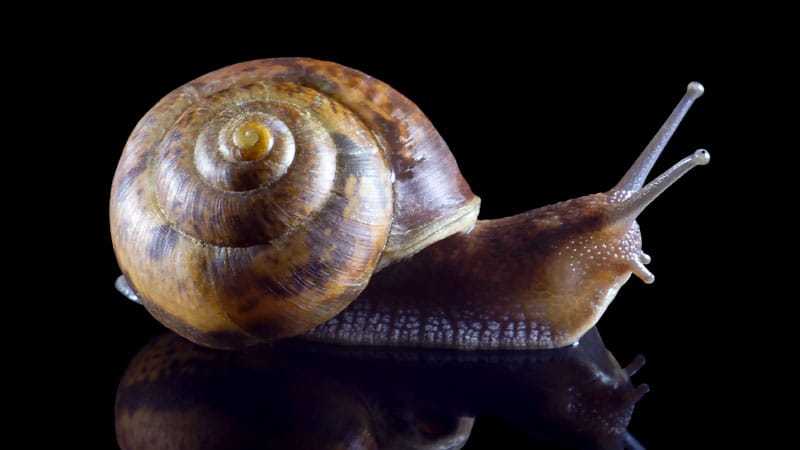 The Fastest Way to Better Anticoagulants May Be a Land Snail