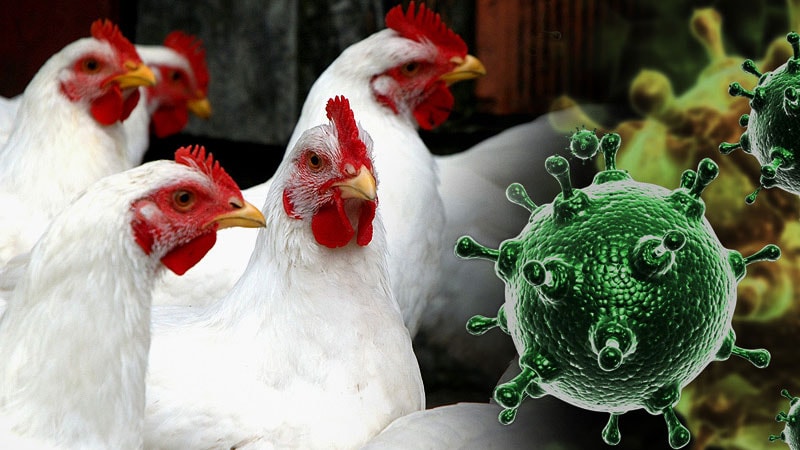 H5N1 Bird Flu: What You Need to Know