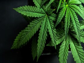 photo of Cannabis leaf