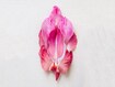 photo of Pink vulva flower