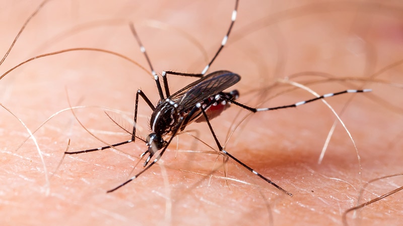 Le vaccin « ne freinera pas » l’épidémie de dengue, déclare l’OPS