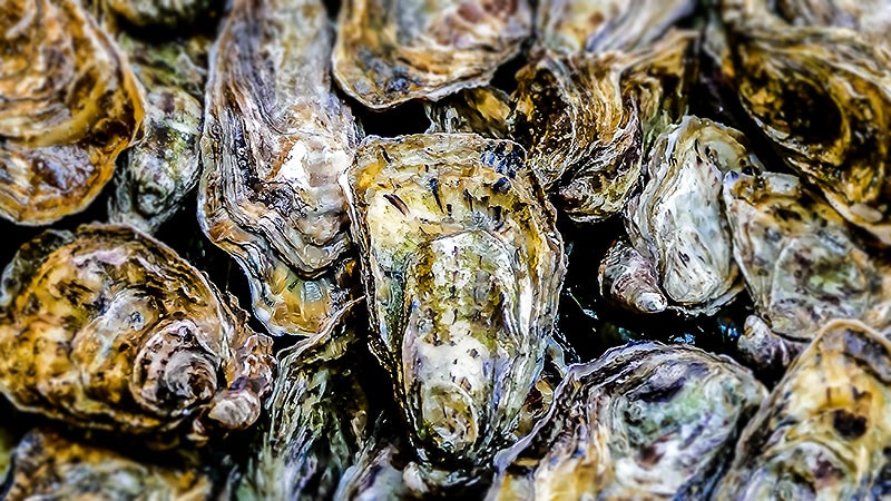 The Shocking Supply of Subsequent-Gen Antibiotics: Oyster Blood