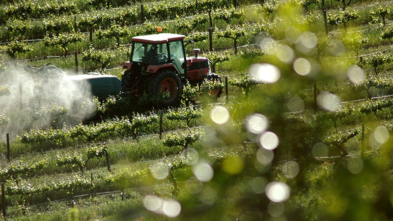 Vivre près d’une zone viticole accroit l’exposition aux pesticides