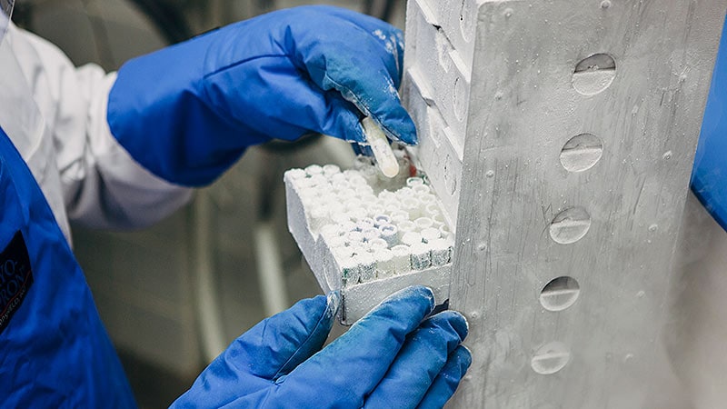 ‘Medical Antifreeze’: How to Freeze and Thaw Brain Tissue