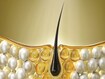 photo of hair follicle