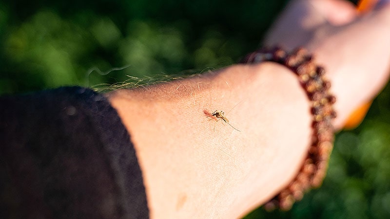 Officials Brace for New Normal of Dengue Cases