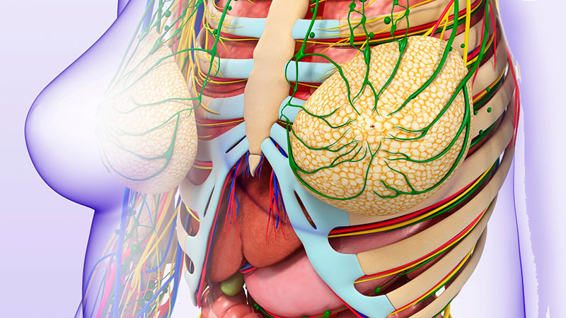 La sensibilidad debe ser la siguiente meta en la reconstrucción mamaria