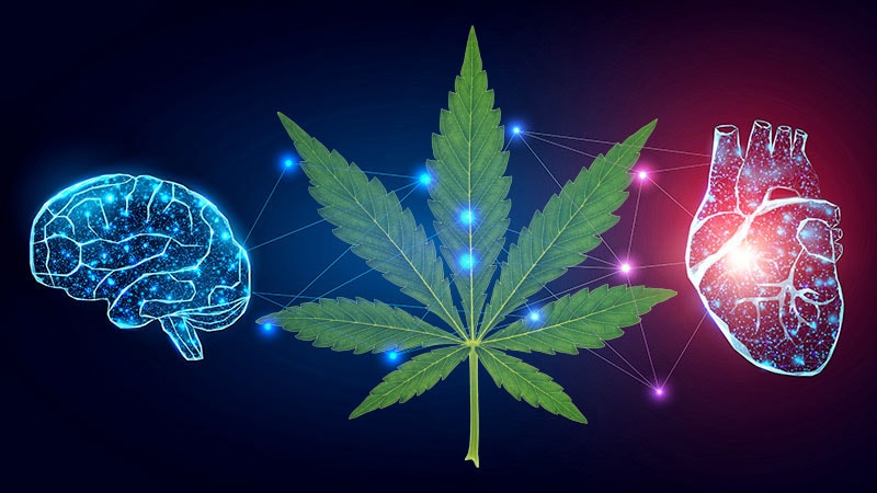 Cannabis Users Should Be Wary of Weed’s Effects on the Heart