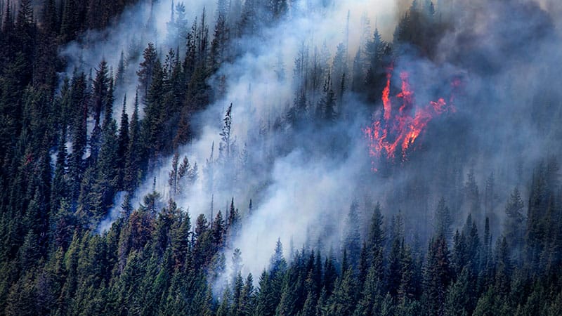 Wildfire Smoke Tied to Higher Stroke Risk, Greater Severity