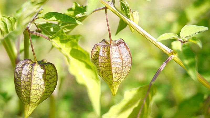 Physalis minima (Golden Cherry)