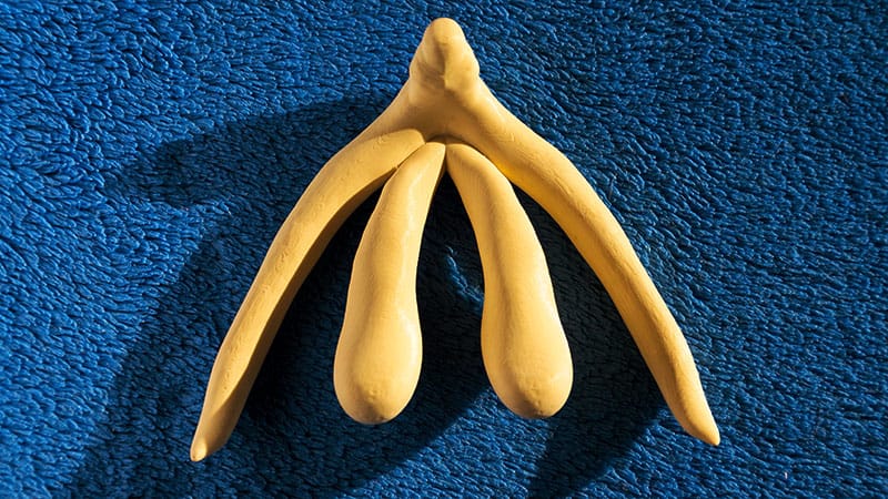 Mapping the Clitoris Changes Women's Health
