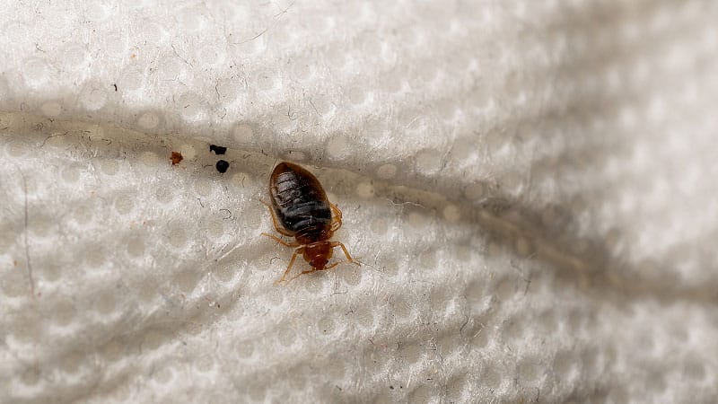 Insects in Hospitals: Definite Ick, Unclear Risk