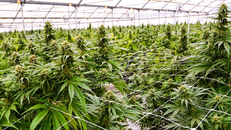 Marijuana Use Is Rising, But Is It a Cancer Risk?