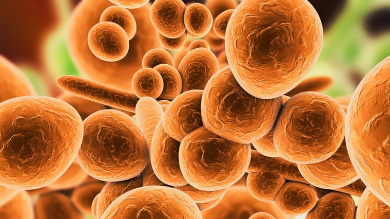 Candida auris Infections Persist, CDC Report Shows