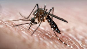 5 Things to Know About Dengue