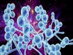 photo of Candida fungi
