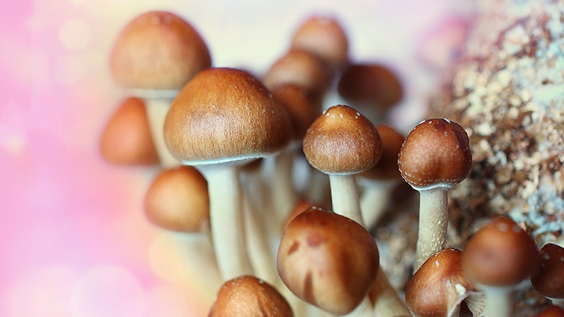 High-dose psilocybin shows promising results for depression