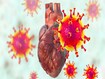 photo of Covid-19 viruses affecting the heart