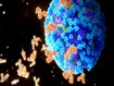 photo of antibodies binding influenza