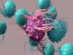 Dentritic Cell activate T cells, trigger immune responses, they are responsible of cells protection of the body.