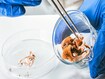 photo of Psilocybin and Magic Mushrooms