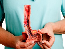 photo of Model of human oesophagus