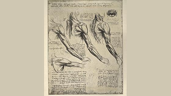 Anatomische Skizzen aus Leonardo da Vincis Notizbuch, Arm, Schultermuskulatur, Kunst der Frührenaissance.