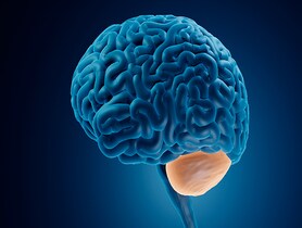 photo of Cerebellum, illustration