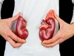 photo of holds model kidney halves