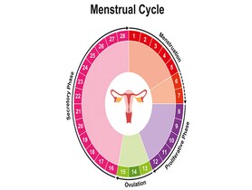 photo of menstrual cycle