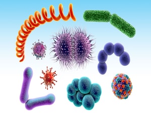 Novel Biotherapeutic to Be Tested in Ulcerative Colitis