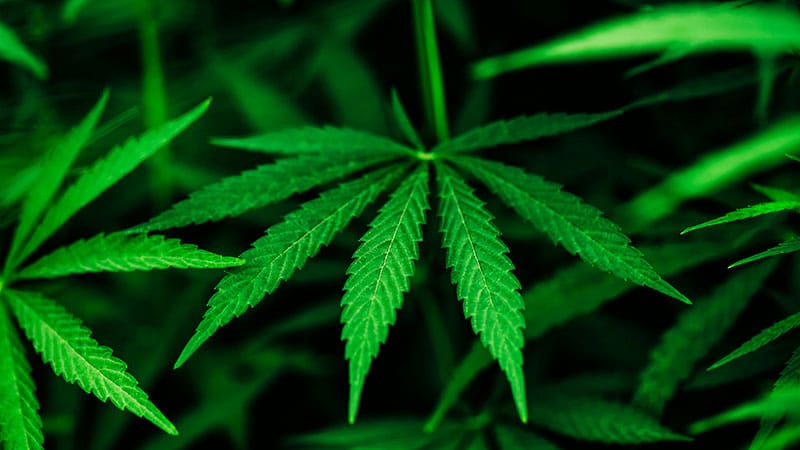Cannabis Use Tied to Increased Cardiovascular Risk - Vimarsana News