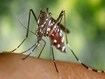 photo of Aedes Albopictus