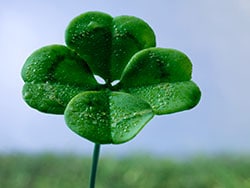 photo of Four-leaf clover on field, close up